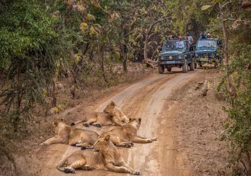 3 Days Gir National Park Wildlife Safari Tour