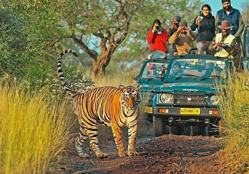 Jaipur Ranthambore Tiger Safari Holiday