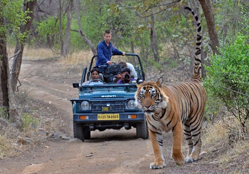 Classic North India Tour – Palaces & Safari