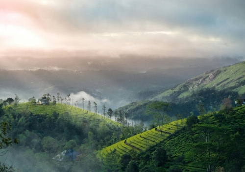 Kerala Hills & Wildlife Escape